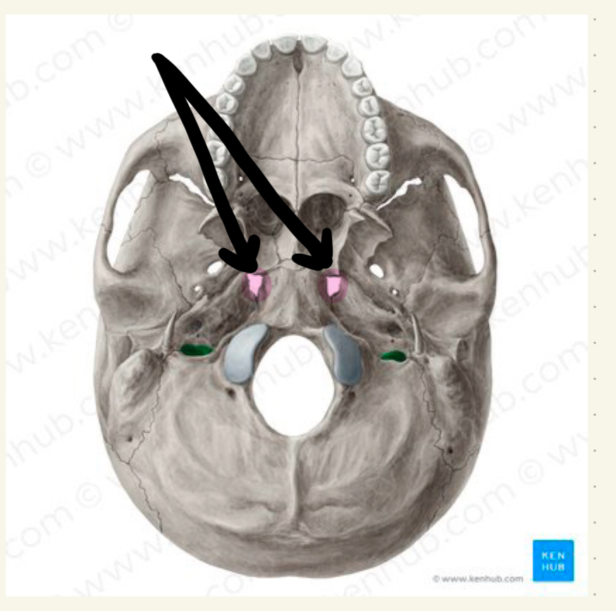 knowt flashcard image