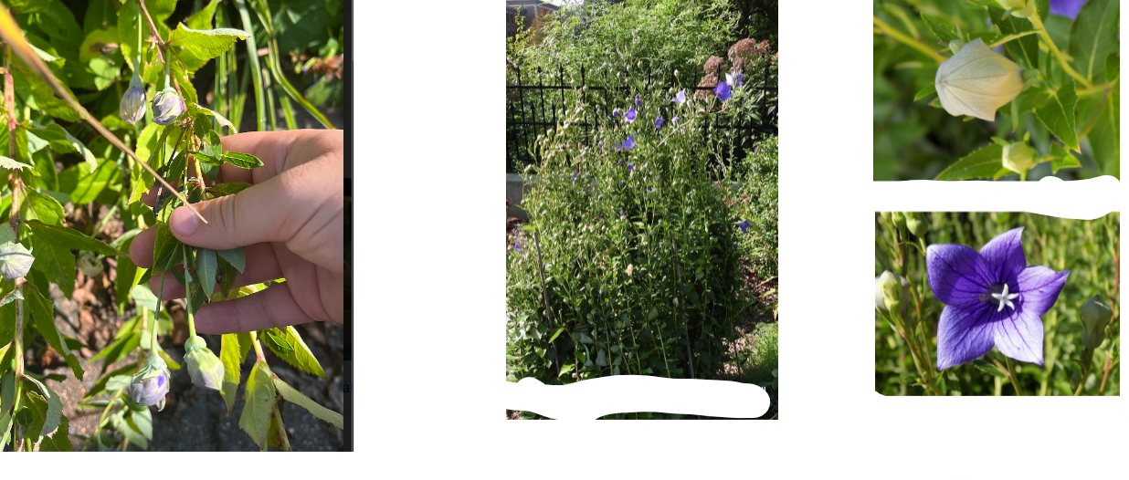 -flower buds look like hot air balloons
-buds pop when squeezed