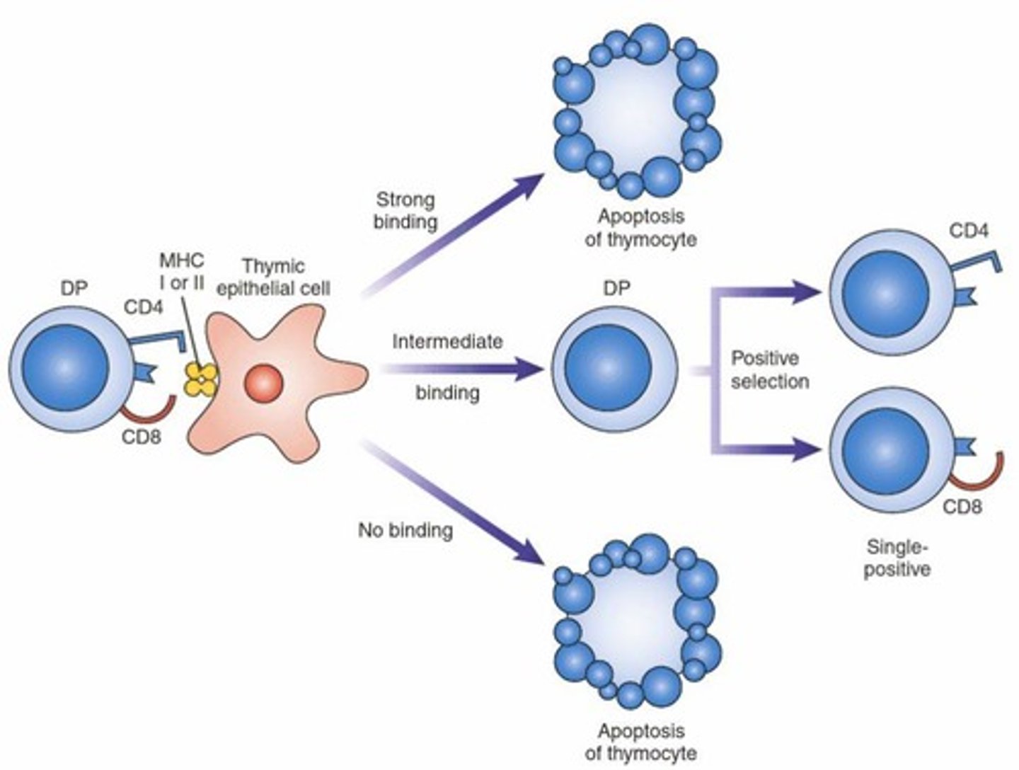<p>Thymocytes that can interact with self-MHC are selected for survival, while those with very strong or weak binding are eliminated.</p>