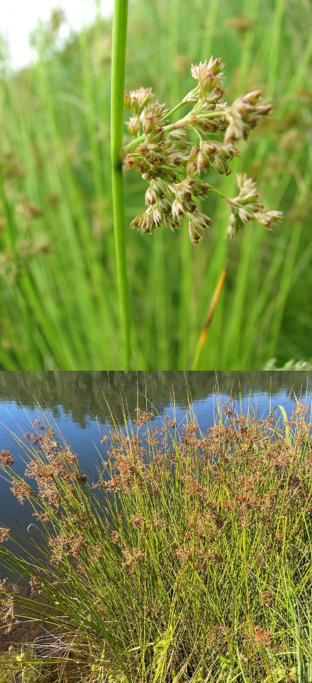 <p>What is the growth form of this plant?</p>