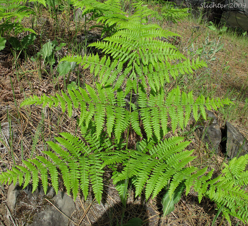 Family: Dennstaedtiaceae

Common Name: bracken fern

Range: Global

Habitat: Wide range of sites. Hydric to Xeric Soils (FL: Sandhill & Flatwoods)

Deciduous, perennial. Underground rhizomous distribution.

Bark: Stiff Stem extending from ground

Leaves: Triangular fronds. Has leaflets called pinna. The subleaflets are called pinules. Branched. Has a stalk and rachis.

Other: Rhizome, Toxic to Livestock, Reproduces with Spores, wildlife use for habitat. Intermediate fire tolerance. Natives would eat the rhizomes.

Height: 4-5ft