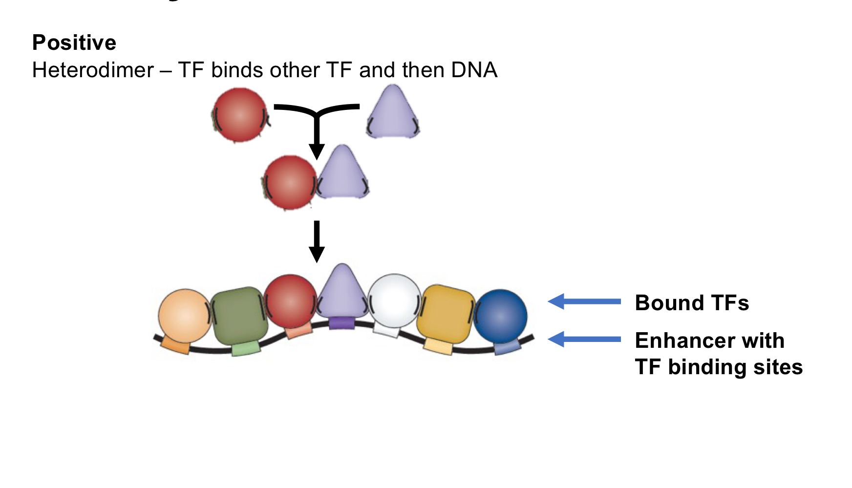 <p>Positive TF interaction: When <strong>two TFs bind to each other,</strong> then bind to the enhancer as a <strong>unit</strong></p>