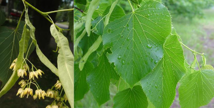 <p>Malvaceae </p><p>Tilia americana </p>
