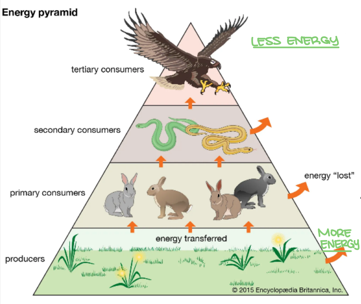 <p>false. a food chain is a linear sequence of organisms through which energy passes. each organisms occupies <strong>one</strong> trophic level </p>