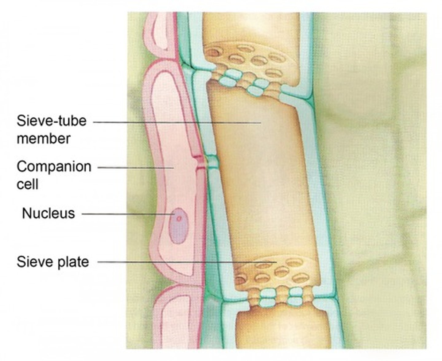 <p>A plant system carrying sugars</p>