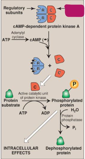 <p>Label the actions of cyclic adenosine monophosphate.</p>