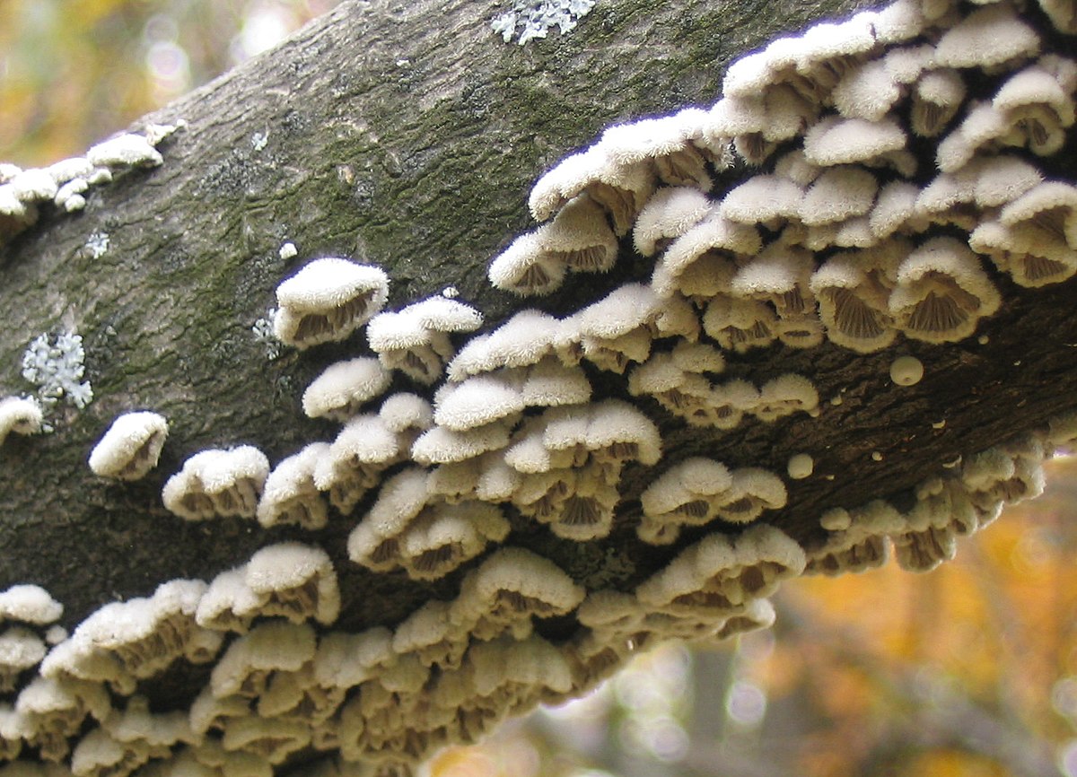 <p>What fungus is this? (Common name)</p>