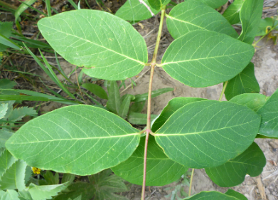 <p>what leaf arrangement?</p>