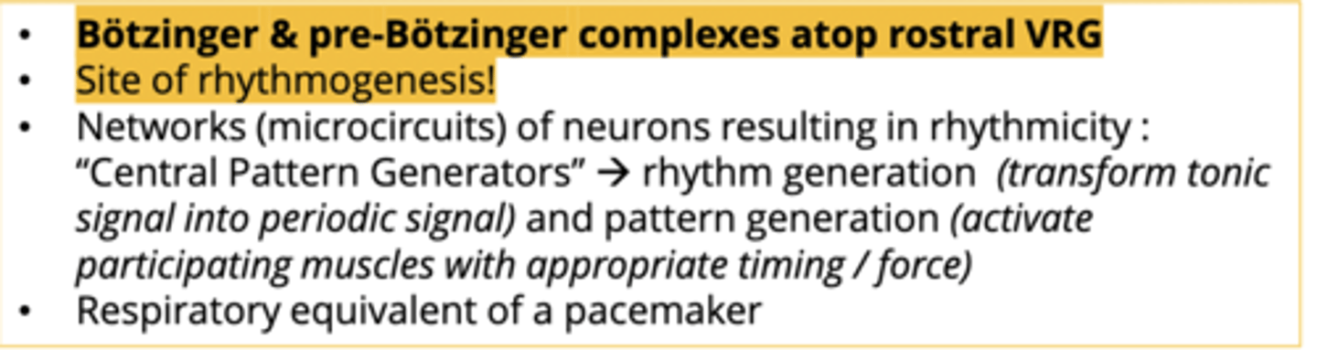 <p>Transform tonic signals into rhythmic breathing.</p><p>- in the Pre-Bötzinger Complex</p><p>- also influenced by vagal inputs</p>