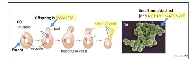 <p>Asexual Reproduction</p><p>When conditions are good*, fungi reproduce ASEXUALLY** either through budding or producing</p><p>spores***.</p><p>● In budding, part of the adult organism starts dividing by mitosis and produces a small bud which</p><p>separates from the parent and grows into a new individual.</p><p>*They don’t need to change (no need for natural selection as conditions are good) - variation can still occur through</p><p>mutations but this is more randomised</p><p>** Asexual reproduction is faster as they don’t need to find a mate (fungi cannot physically move to find a mate)</p><p>***NOTE: Spores can also be used to reproduce sexually</p><p>NOTE: Yeast (unicellular species of fungi) reproduces asexually → most by the process of budding (which is identical)</p><p>NOTE: People get binary fission and budding mixed. Note that when fungi are budding, the buds are NOT THE</p><p>SAME SIZE! Whereas in binary fission, offspring are identical.</p><p></p>