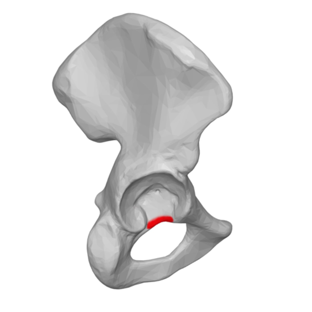 <p>what structure of the ischium is this</p>