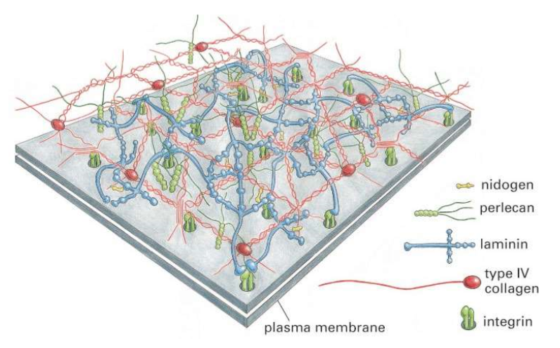 <ul><li><p>laminin form binding sites</p></li><li><p>collagen is foundation </p></li></ul><p></p>