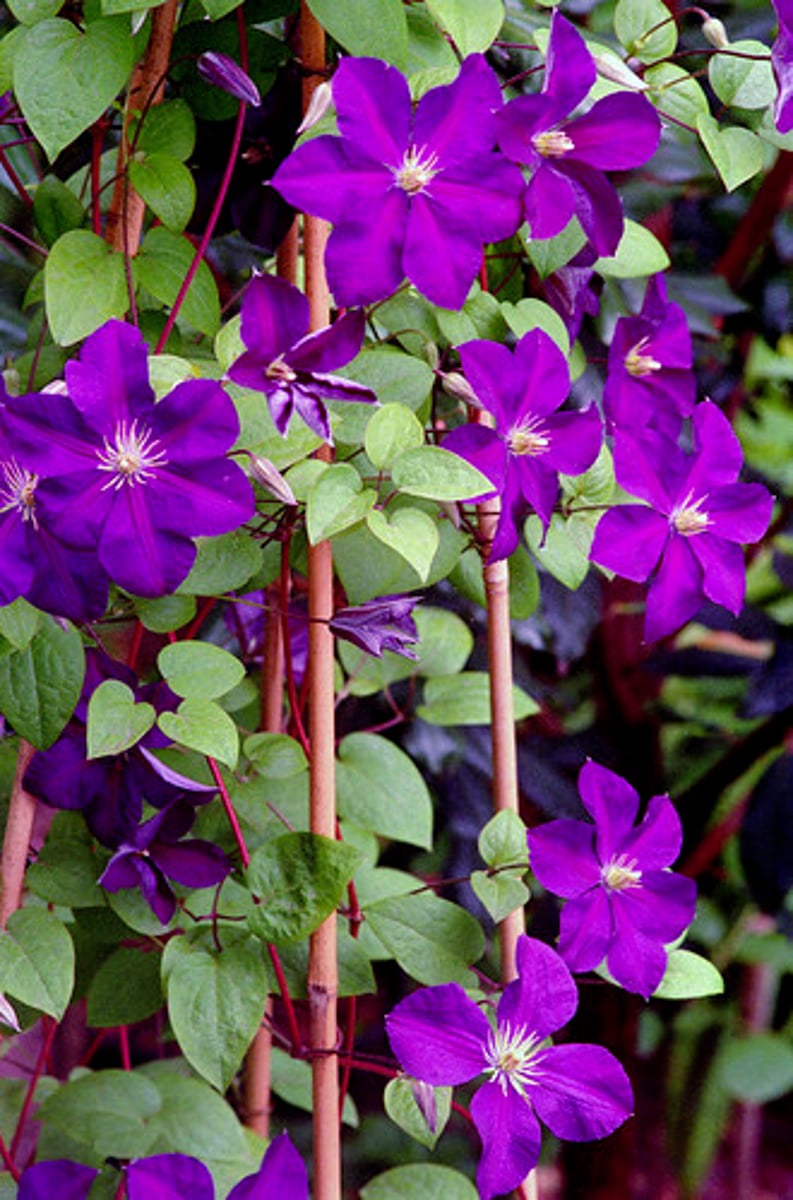 <p>Clematis spp.</p>