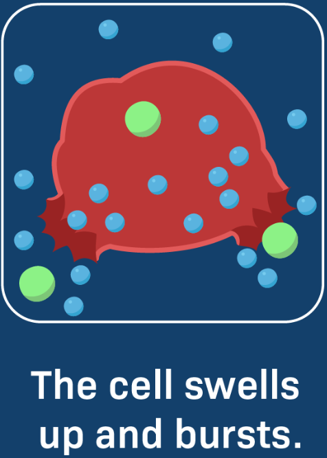knowt flashcard image