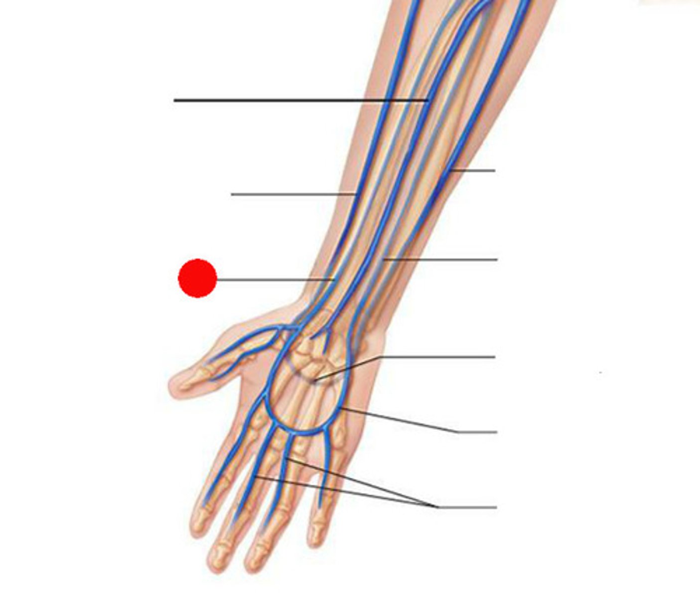 <p>identify this vein</p>