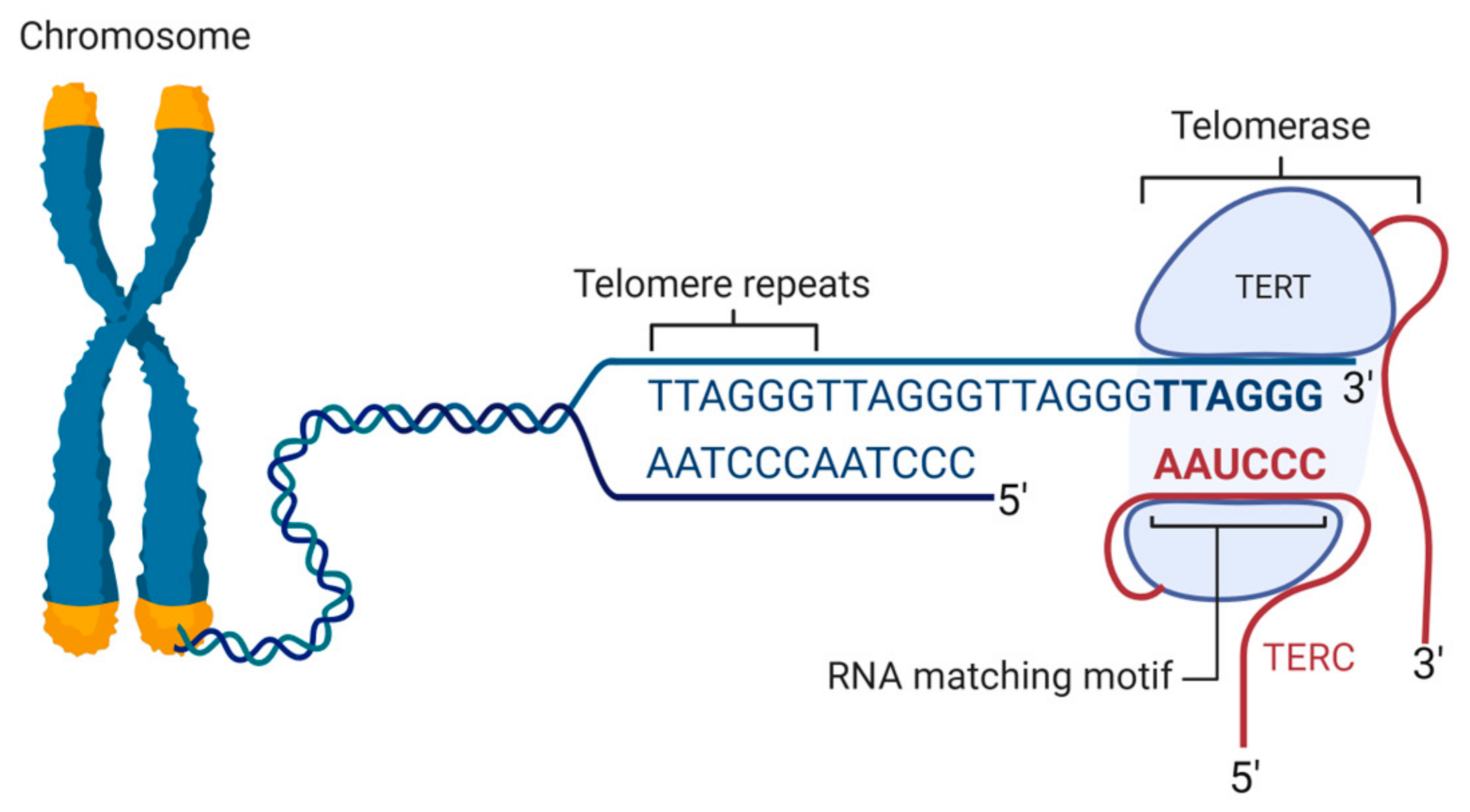 <p><strong>Telomerer</strong> utgör ytterändarna hos ____ cellers kromosomer och består av repeterande icke-kodande DNA-sekvenser. Hos människan är den repeterande sekvensen 5’-TTAGGG-3’.</p>