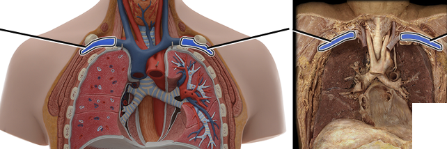 <p>drains blood from arm</p>