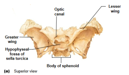 <p>Openings at base of lesser wings for cranial nerve II (optic nerve)</p>