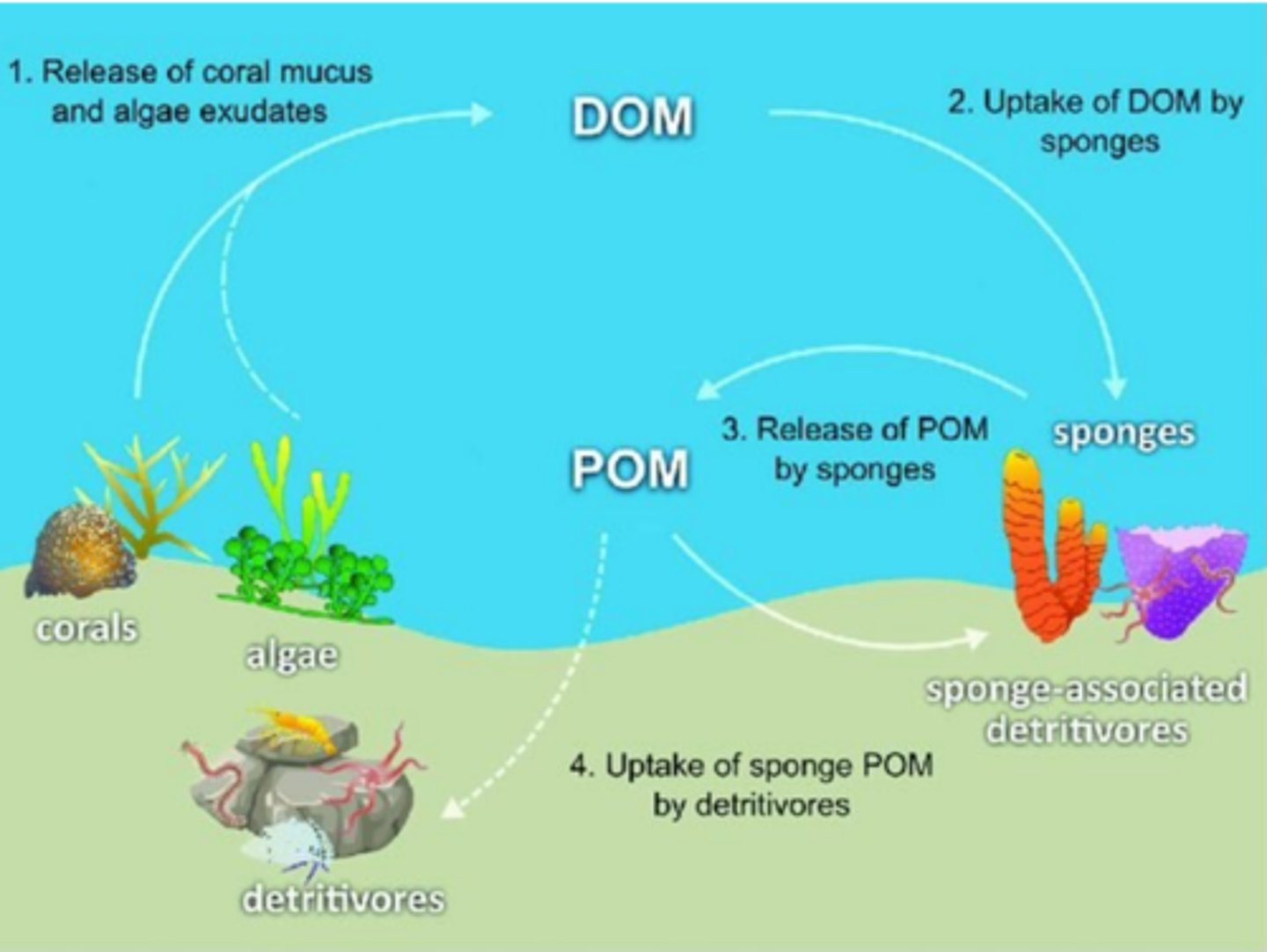 <p>Mutualistic symbiosis with corals that cycles nutrients, producing nutrient-rich detritus that fuels the food web</p>