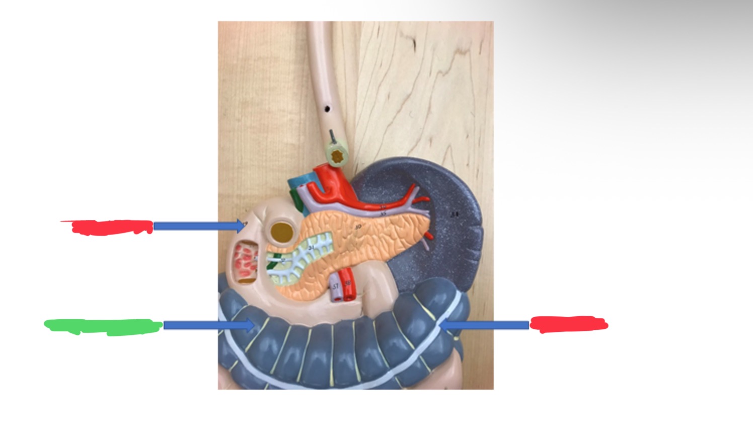 knowt flashcard image