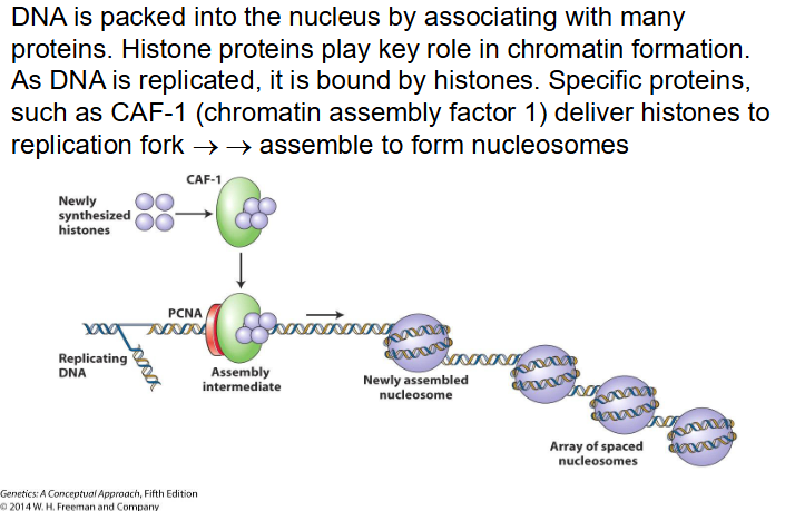 <p>Chromatin Assembly Factor 1 deliver histones to replication fork</p>