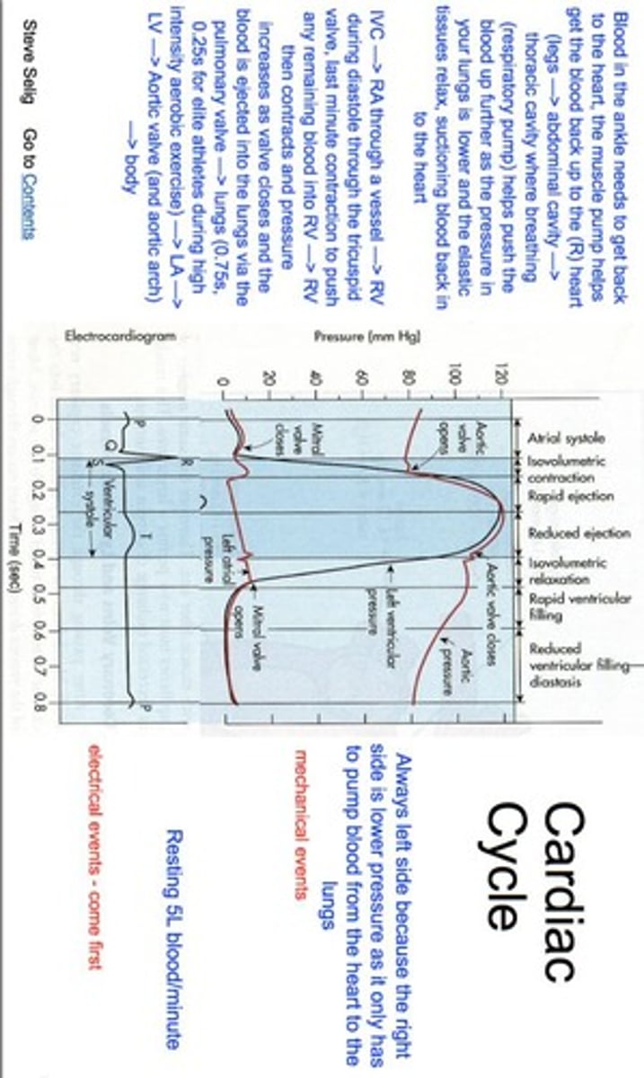 <p>The sequence of events in the heart from the beginning of one heartbeat to the beginning of the next.</p>