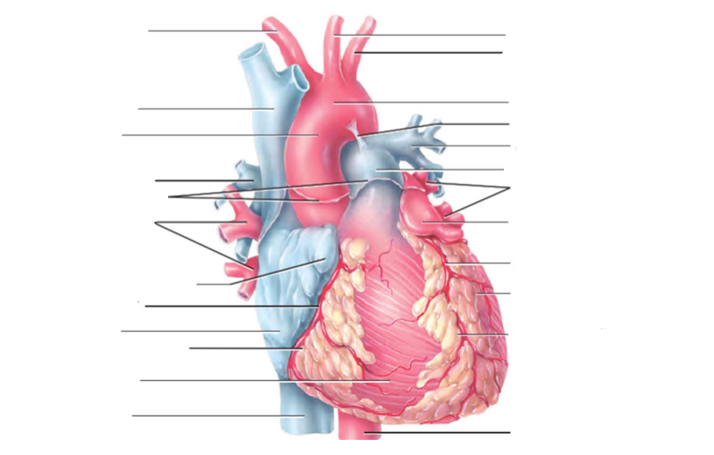 <p>Heart Anatomy </p>