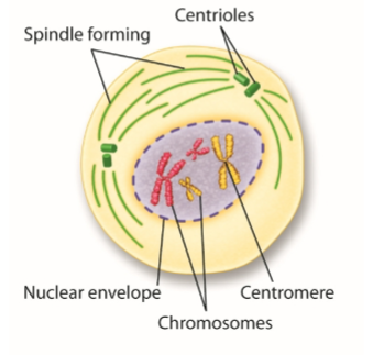 <p>Nucelus condenses and chromosomes become visible, spindle begins to form</p>