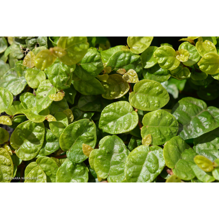 <p>Ficus Pumila</p>