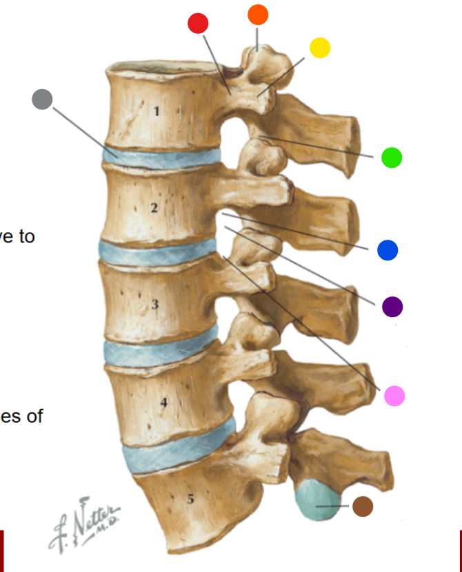 <p>What is the structure at the yellow dot? </p>