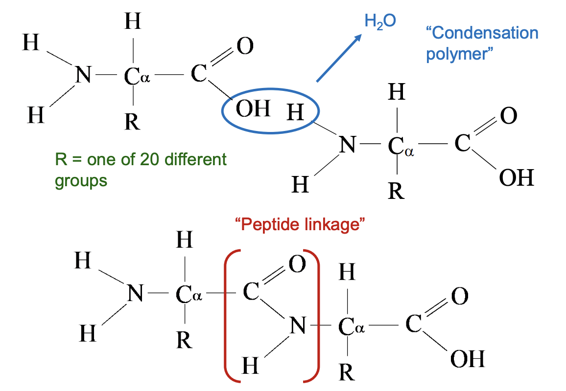 <p><strong>Peptide bond</strong> is a special covalent bond that forms between amino acids when building proteins.</p><p class="p1">It occurs between:</p><ul><li><p>The <strong>carboxyl group (–COOH / –COO⁻)</strong> of one amino acid</p></li><li><p>And the <strong>amino group (–NH₂ / –NH₃⁺)</strong> of the next amino acid</p></li></ul><p class="p1">A condensation reaction happens (a molecule of water is released).</p><p class="p1">The resulting bond is: −COOH + NH2​− → −CO–NH − + H2​O</p><ul><li><p>In a Lewis structure, the <strong>peptide bond</strong> looks like a <strong>C=O linked to an –NH</strong> (an amide linkage).</p></li></ul><p></p>