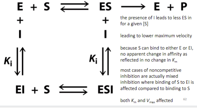 <ul><li><p><span style="font-family: sans-serif">presence of I leads to less ES in for a given [S]</span></p></li><li><p><span style="font-family: sans-serif">leading to lower maximum velocity</span></p></li><li><p><span style="font-family: sans-serif">because S can bind to either E or EI, no apparent change in affinity as reflected in no change in Km</span></p></li><li><p><span style="font-family: sans-serif">most cases of noncompetitive inhibition are actually mixed inhibition where binding of S to EI is affected compared to binding to S</span></p></li><li><p><span style="font-family: sans-serif">both Km and Vmax affected</span></p></li></ul>