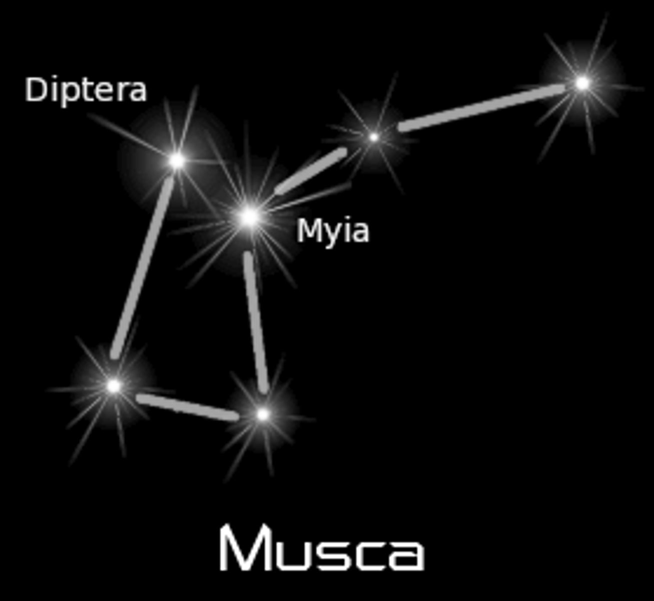 <p>fly / brightest star: Alpha Muscae (α Mus)</p>