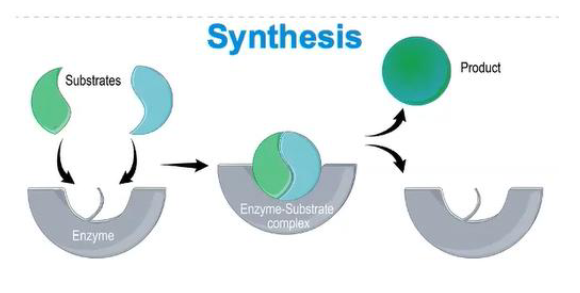 <p>how is synthesis relevant in enzymes</p>