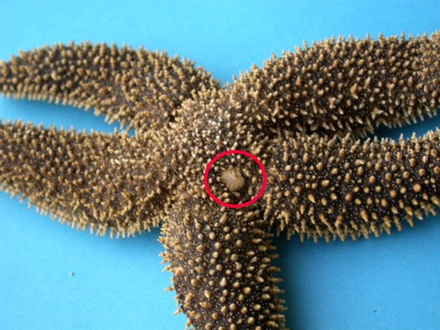 <p>Echinodermata</p>
