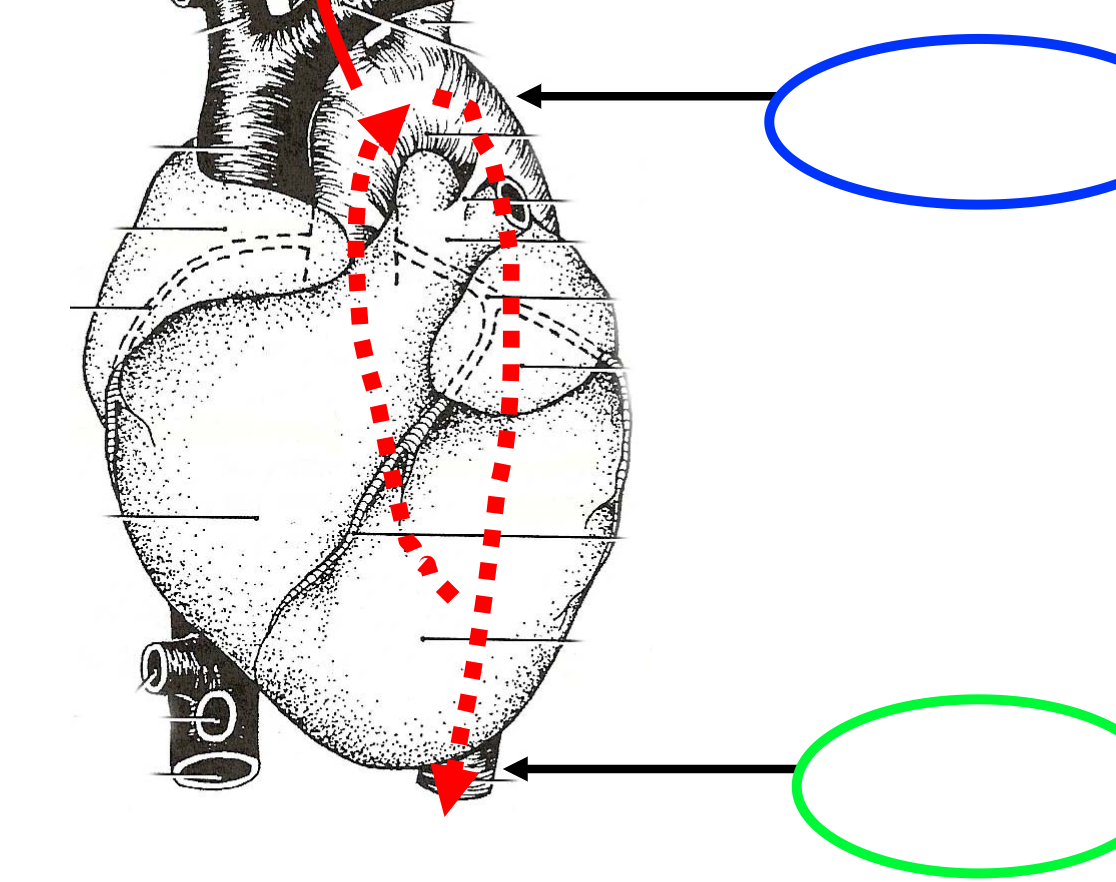 BLUE- the part of the aorta that arches and turns downward