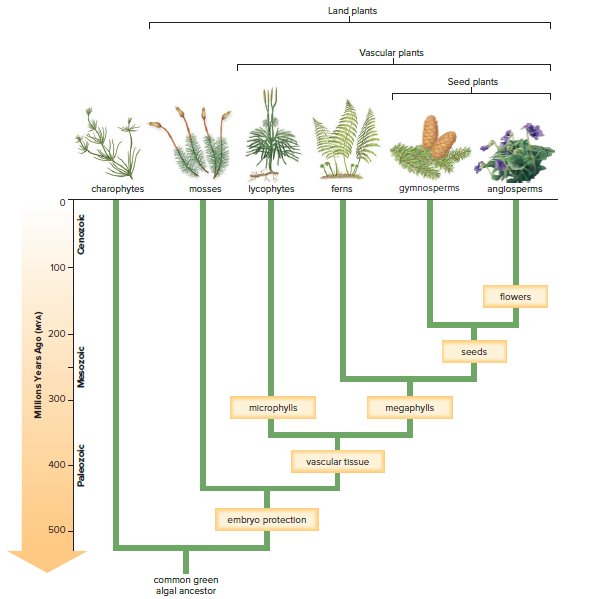 Fig 18.2 Evolution of land plants.
