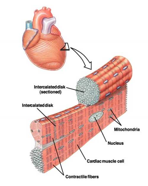 <p>intercalated disks are full of protein and are located where two cardiac muscles touch, intercalated disks form gap junctions, allowing small molecules to move between adjectent cells </p>