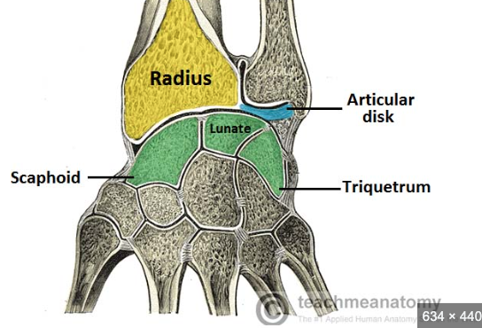 Bones that articulate:radius scaphoid and lunate 

Joint type: condyle synovial joint

\
