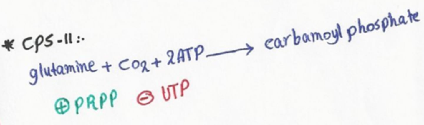 <p>catalyzes the first step in pyrimidine synthesis:</p><p>1) glutamine + HCO3- + 2 ATP --&gt; 2 ADP + Pi + Carbamoyl Phosphate</p><p>only step that requires ATP</p>