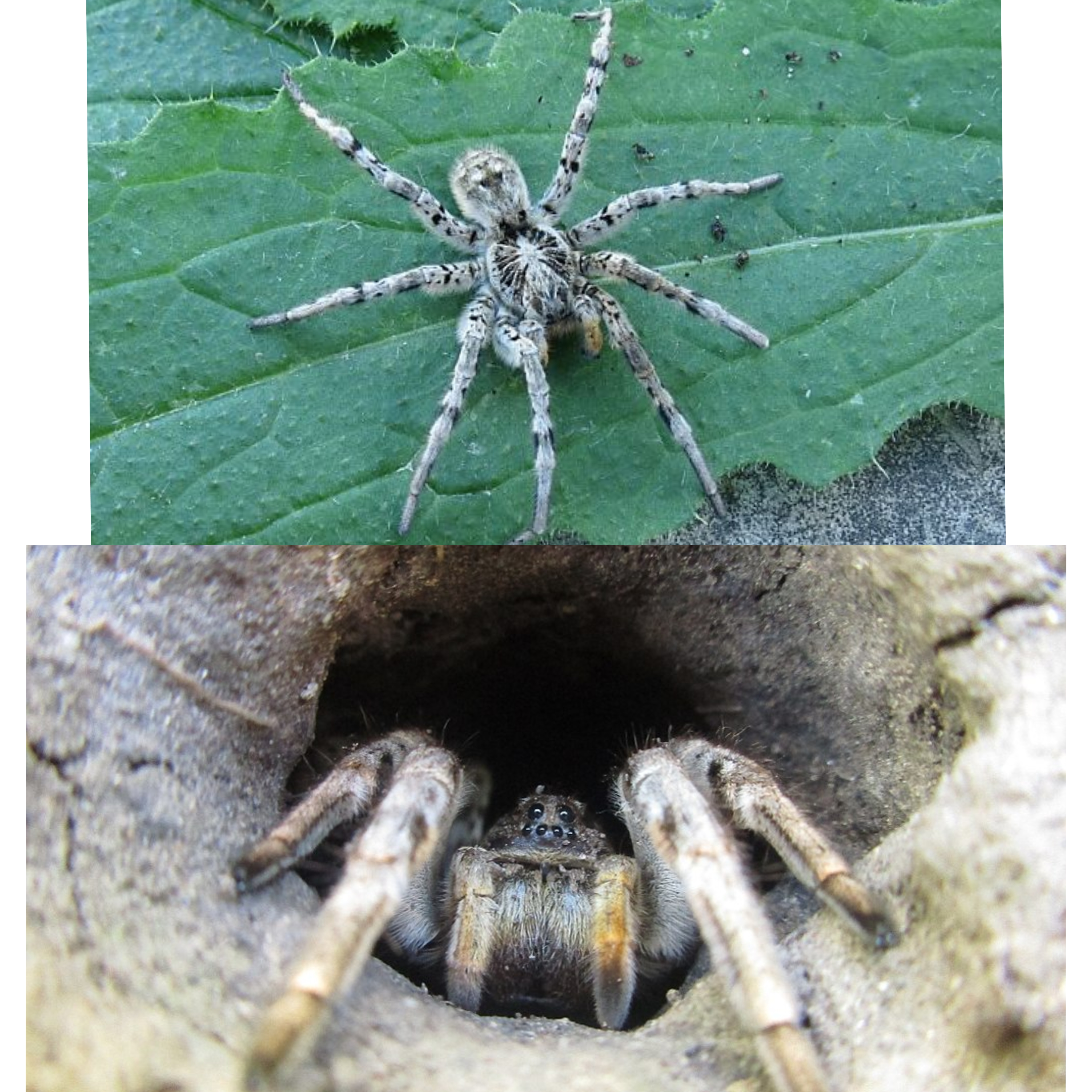 <p>Kmeň: Arthropoda</p><p>Amandibulata</p><p>Podkmeň: Chelicerata</p><p>Trieda: Arachnida</p><p>Rad: Araneae</p>