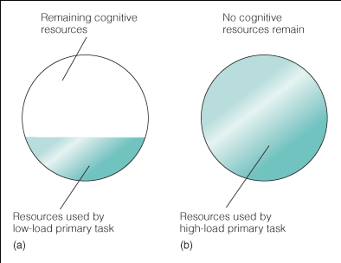 <p>the amount of information the working memory can process at any given time</p>