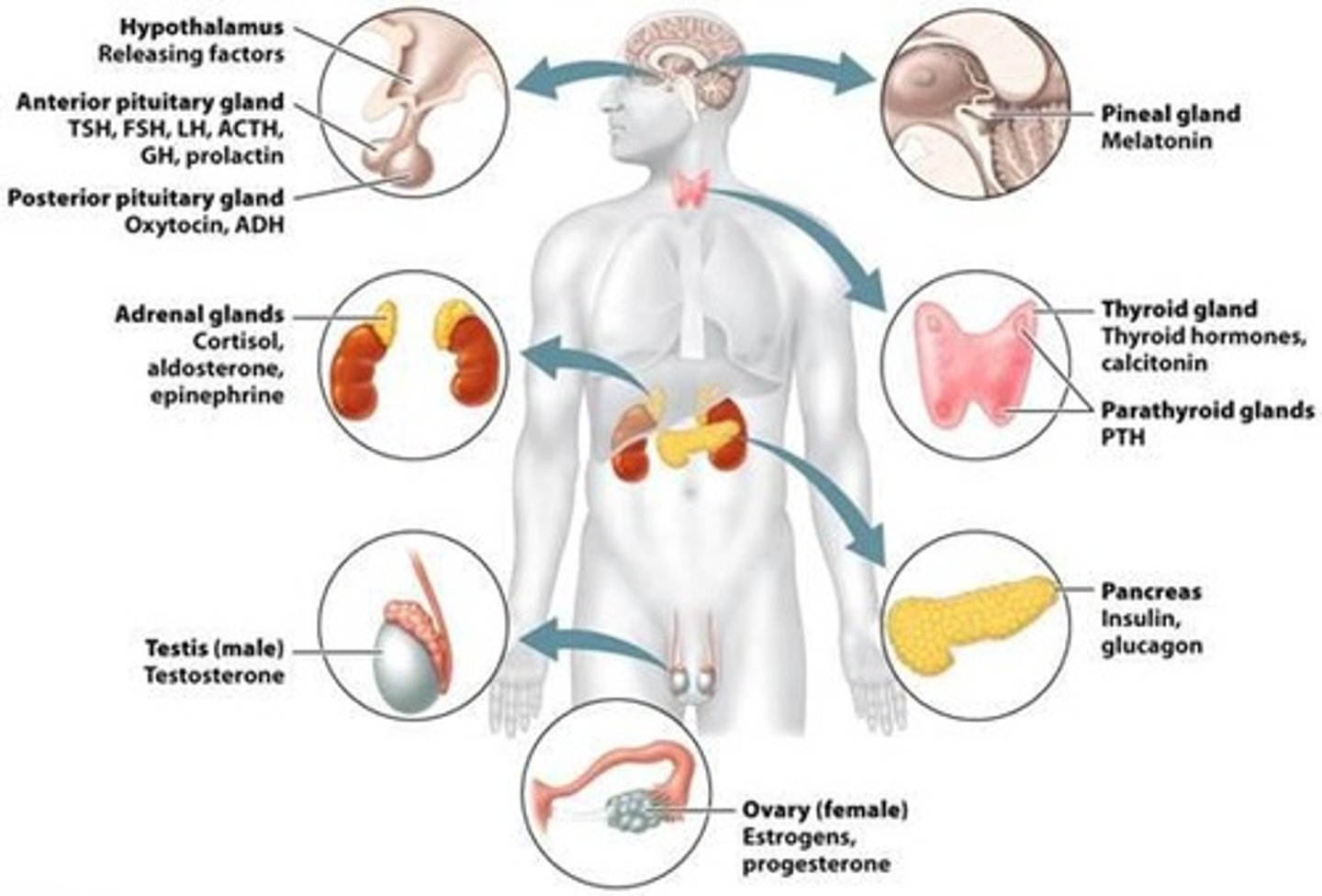 <p>Maintained by parathyroid hormone (PTH) and calcitonin; low blood calcium = PTH stimulates bone breakdown and kidney reabsorption.</p>