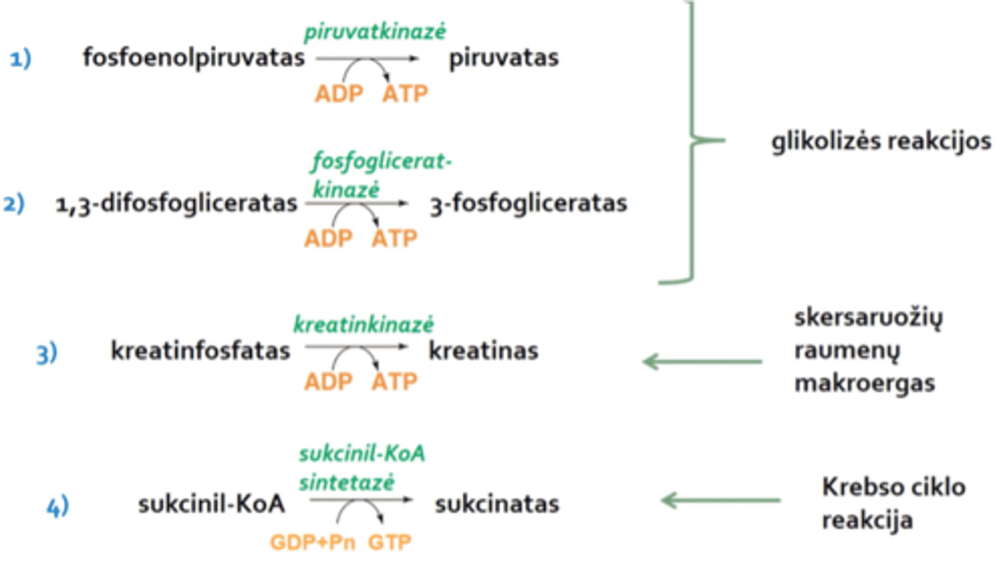 <p>anaerobinis ATP sintezės būdas, kai fosforilo grupė nuo makroerginių junginių pernešama ant ADP ir susidaro ATP</p>