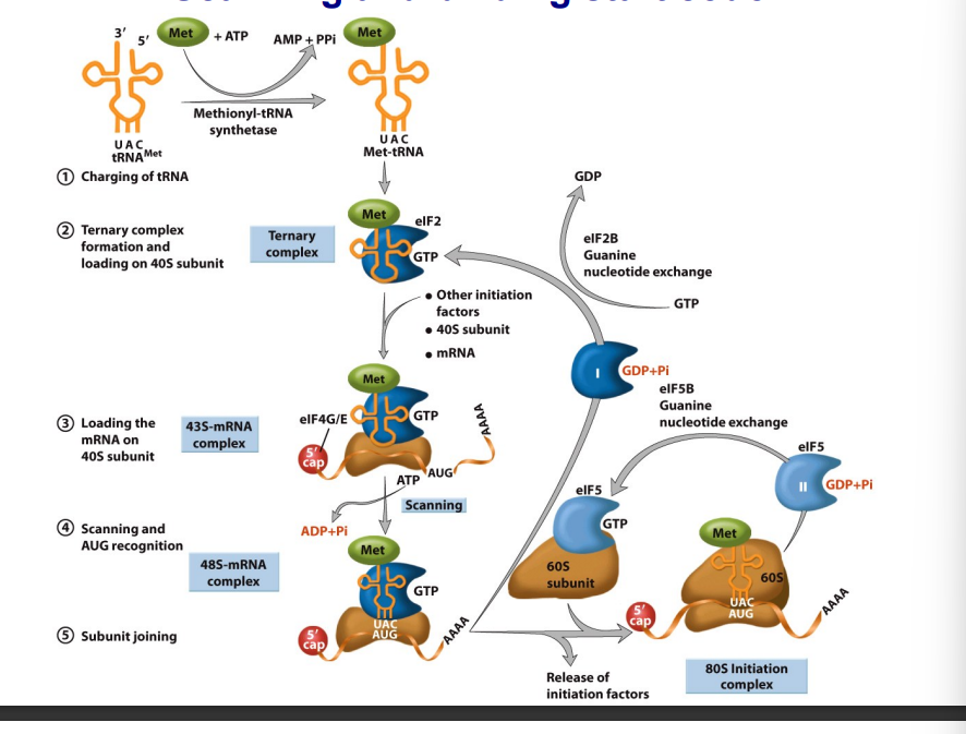<ul><li><p>Once the mRNA is loaded, the 43S complex scans along the message from 5′→3′ looking for the AUG start codon.</p></li><li><p>ATP-dependent mechanism.</p></li><li><p>AUG is embedded in a Kozak consensus sequence (Shine-Dalgarno sequence in E. coli).</p></li></ul><p></p>