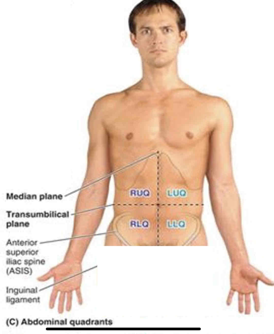 <p>LUQ Viscera</p>