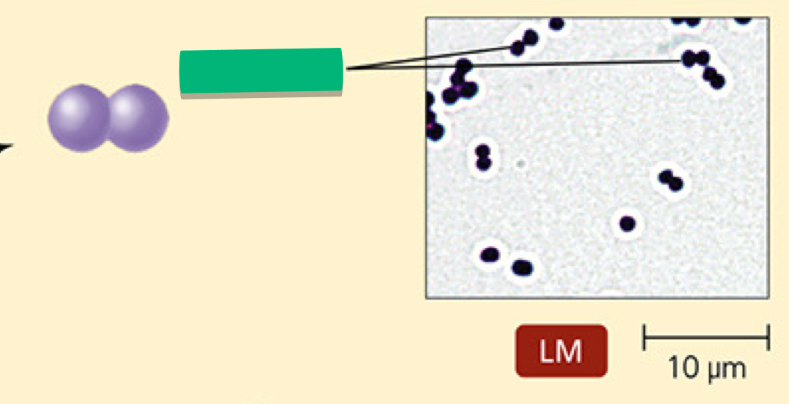 <p>What is the arrangement of this prokaryotic cell?</p>