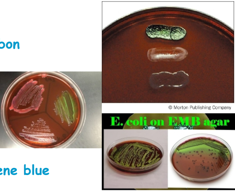 <p>little to no growth, gram positive, non lactose fermenter</p>