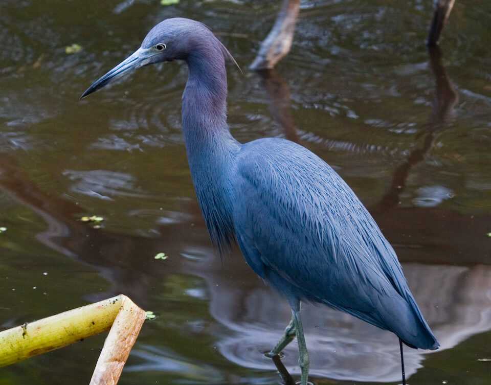 <p>Adults are slate-blue; juveniles are all white. Forages slowly in marshes.</p>