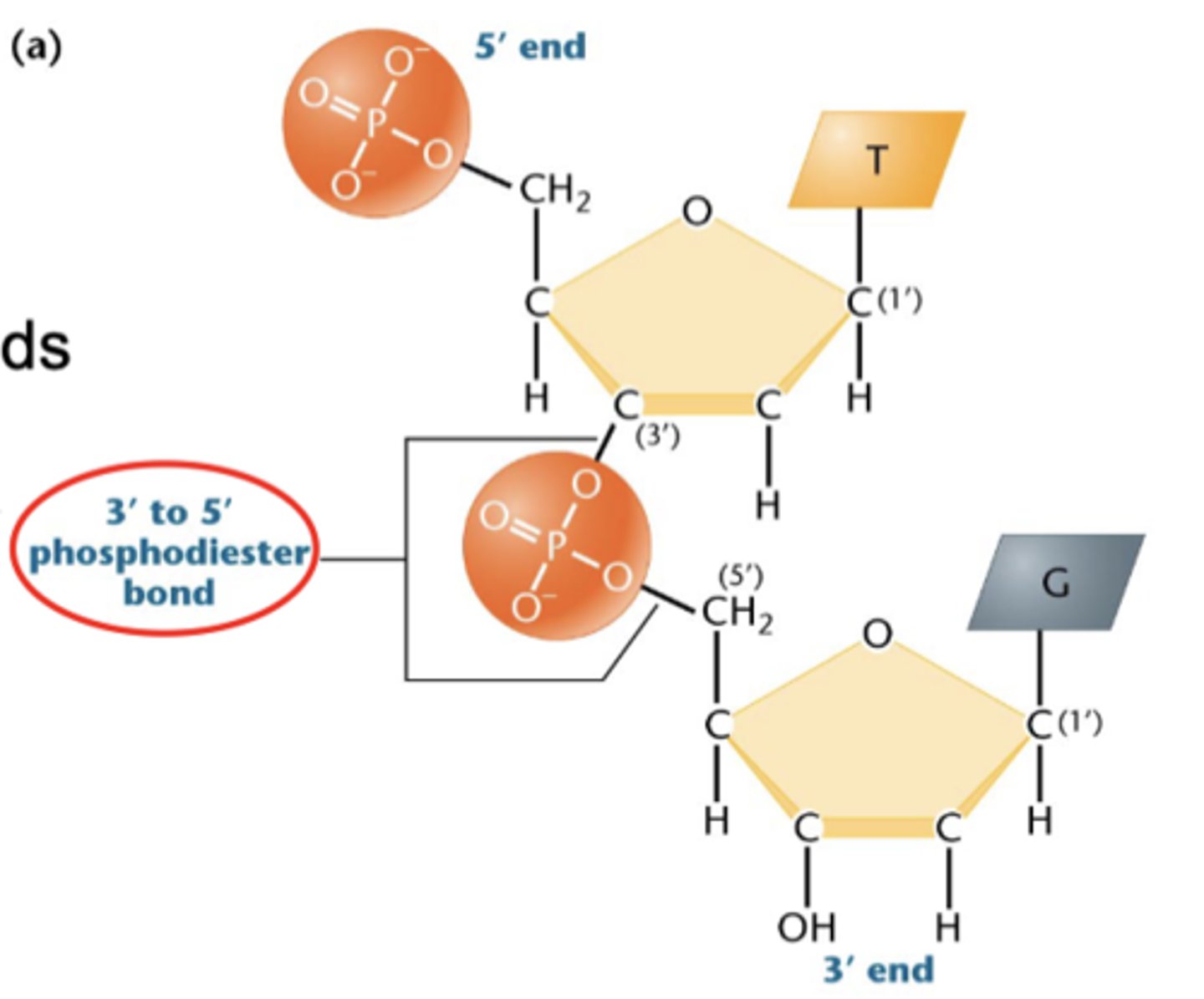 <p>DNA synthesis</p>